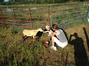 Caleb feeding the sheep which are expecting lambs.  They are very "sheepish!"  