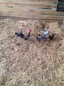 Here are the roosters on the day they were delivered.  