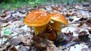 mushroom 2 by kaeska