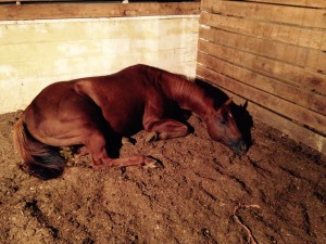Red relaxing in the barn