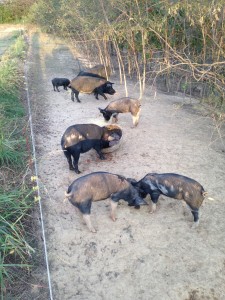 Our pigs!