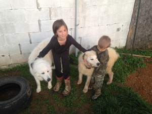 Brooke with her two Great Pyrenees Dogs and Caleb!